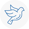 Bird Prevention Newton Abbot