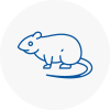 Rat Control Newton Abbot