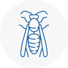 Newton Abbot Wasp Nest Removal